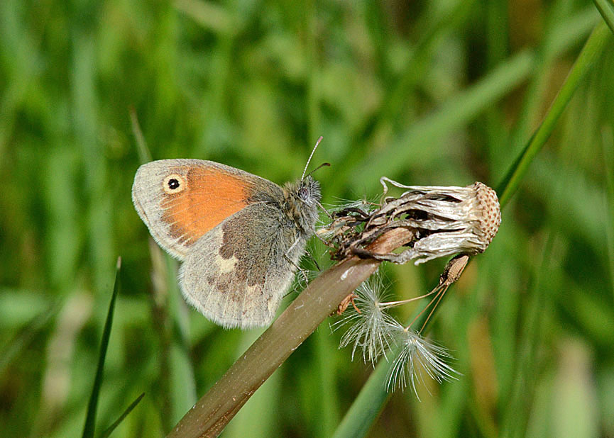 Small Heath
Click for next photo