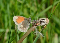 Small Heath
Click on image to enlarge