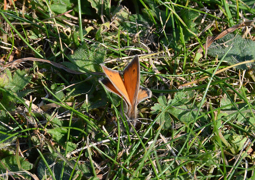 Small Heath
Click for next photo