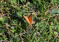 Small Heath
Click on image to enlarge