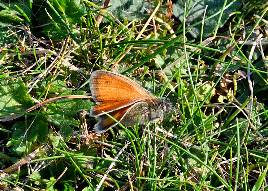 Small Heath
Click for next photo