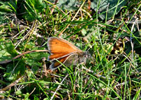 Small Heath
Click on image to enlarge