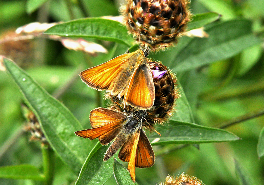 Small Skipper
Click for next species