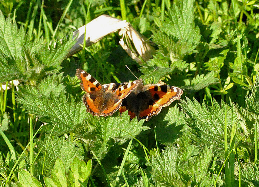 Photograph of a Small Tortoiseshell
Click on the image for the next photo