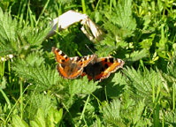 Small image of a Small Tortoiseshell
Click to enlarge