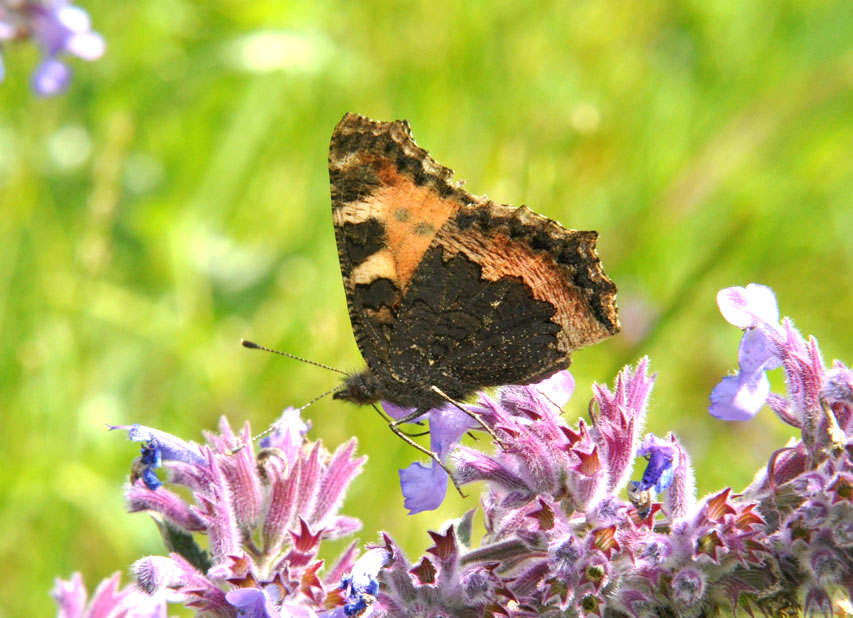 Photograph of a Small Tortoiseshell
Click on the image for the next photo