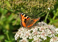 Small photograph of a Small Tortoiseshell
Click on the image to enlarge