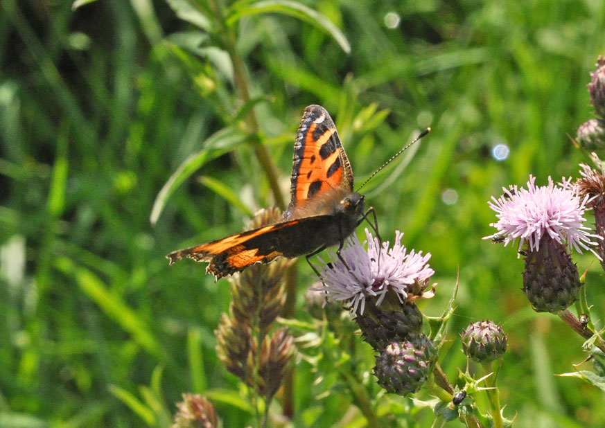 Photograph of a Small Tortoiseshell
Click on the image for the next photo