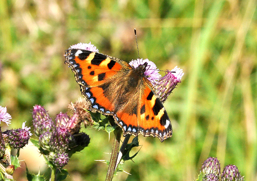 Photograph of a Small Tortoiseshell
Click on the image for the next photo