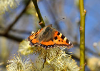 Small photograph of a Small Tortoiseshell
Click on the image to enlarge