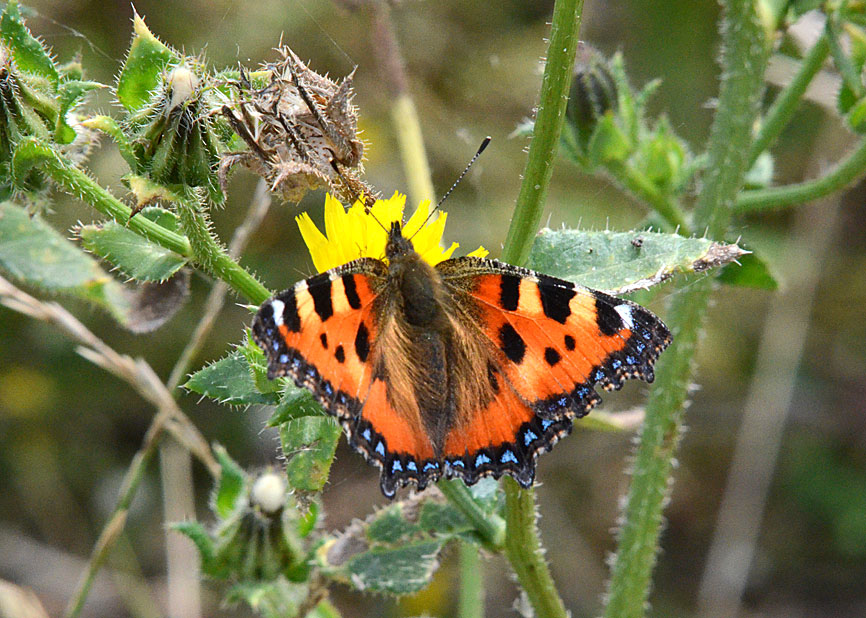 Photograph of a Small Tortoiseshell
Click on the image for the next photo