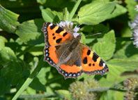 Small photograph of a Small Tortoiseshell
Click on the image to enlarge