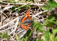 Small photograph of a Small Tortoiseshell
Click on the image to enlarge