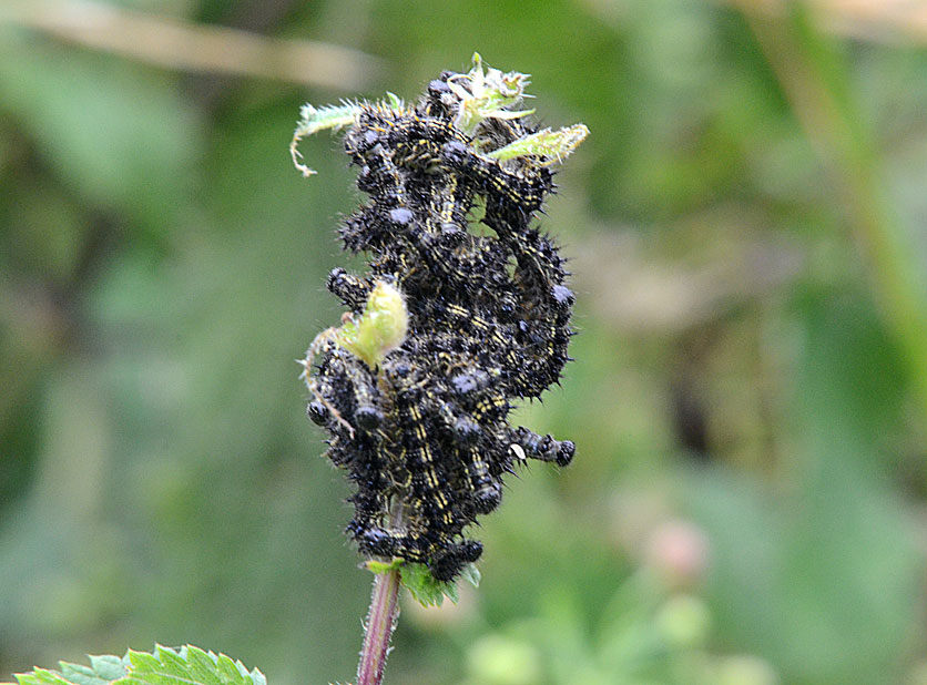 Small Tortoiseshell
Click for next photo