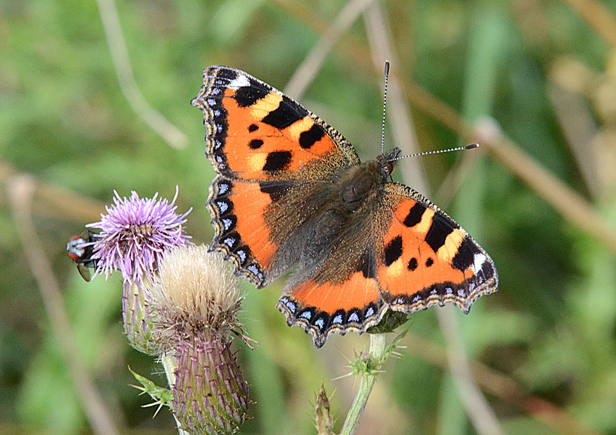 Small Tortoiseshell
Click for next photo