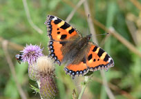 Small photograph of a Small Tortoiseshell
Click on image to enlarge
