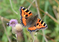 Small Tortoiseshell
Click on image to enlarge