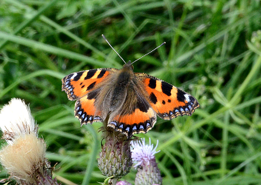 Small Tortoiseshell
Click for next photo