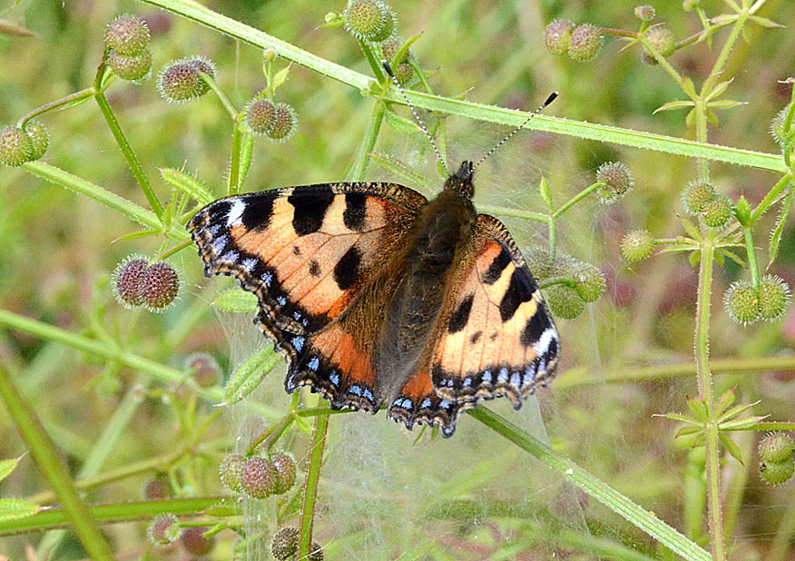 Small Tortoiseshell
Click for next photo