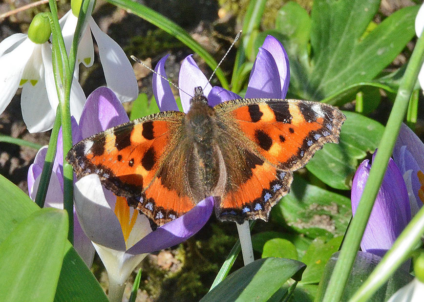 Small Tortoiseshell
Click for next photo