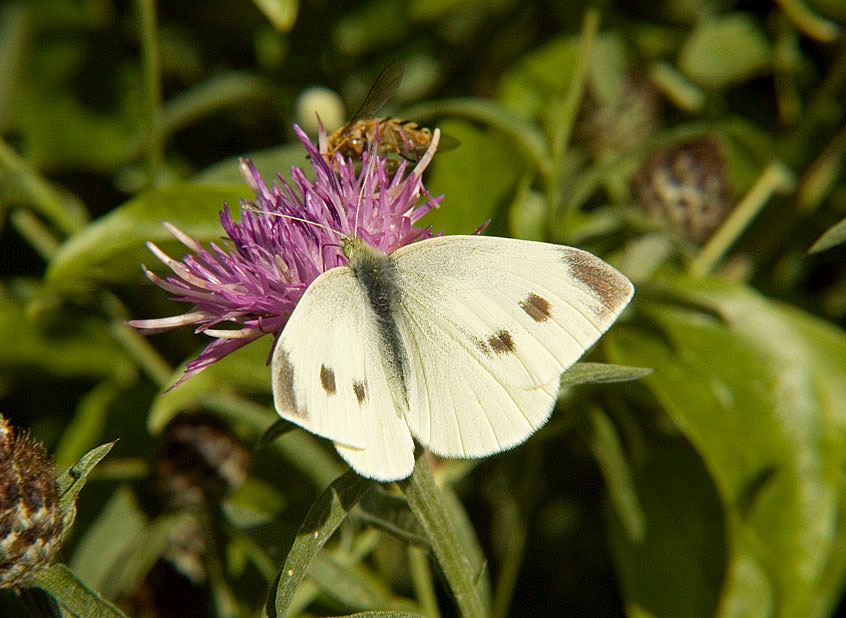 Large White
Click for next photo