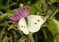 Small White
Click on image to enlarge