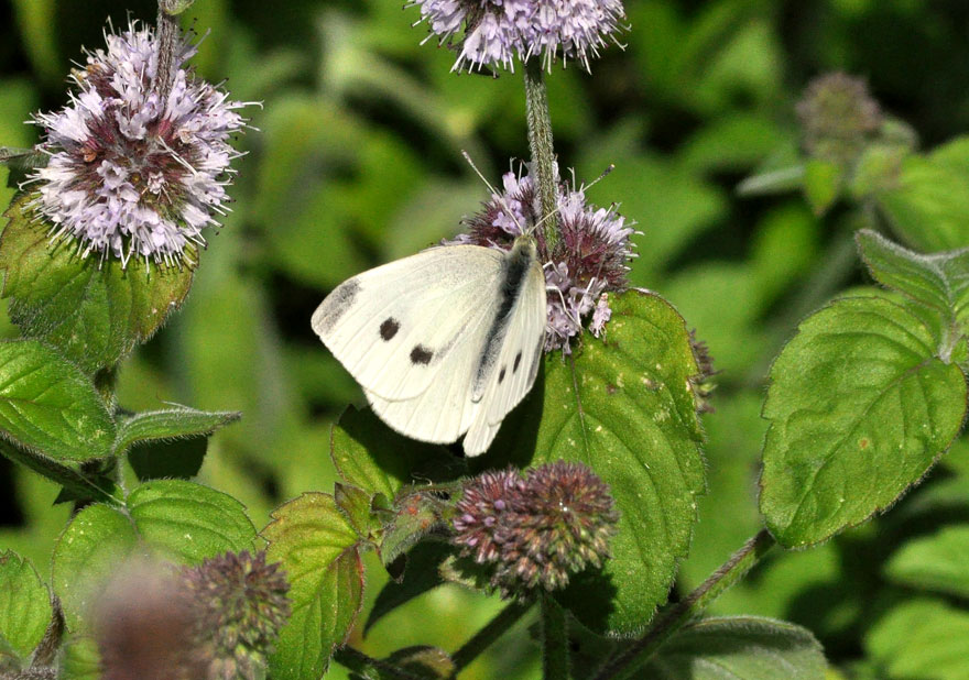 Photograph of a Small White
Click the image for the next photo