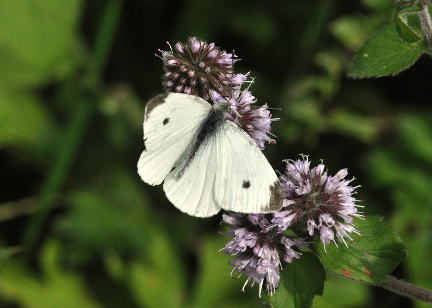 Photograph of a Small White
Click the image for the next photo