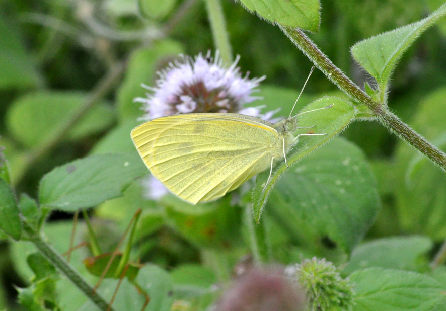 Photograph of a Small White
Click the image for the next photo