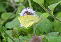 Small photograph of a Small White
Click on the image to enlarge