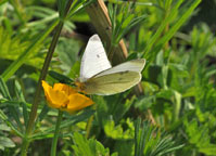 Small photograph of a Small White
Click on the image to enlarge