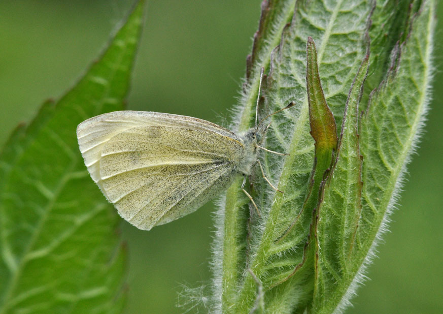 Photograph of a Small White
Click the image for the next photo