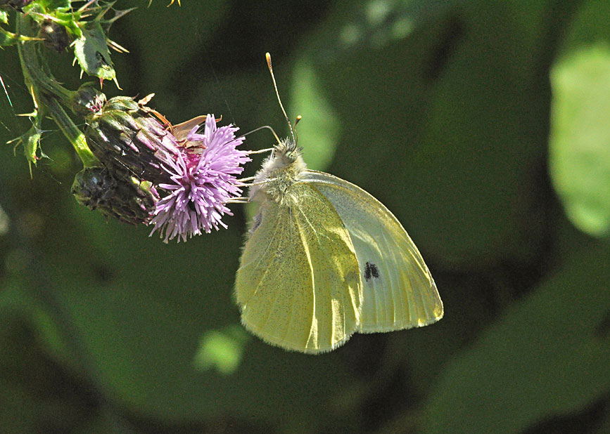 Photograph of a Small White
Click the image for the next photo