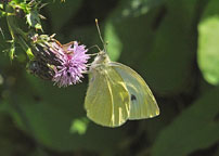 Small photograph of a Small White
Click on the image to enlarge