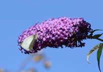 Small White
Click on image to enlarge