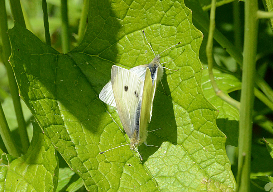 Small White
Click for next photo