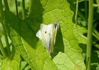 Small White
Click on image to enlarge