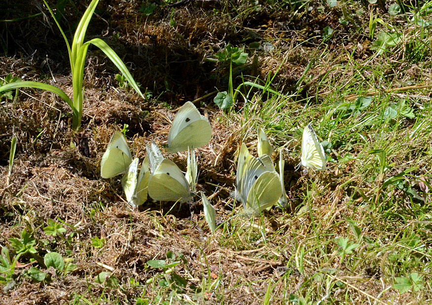 Small White
Click for next photo