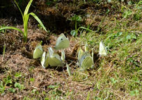 Small White
Click on image to enlarge