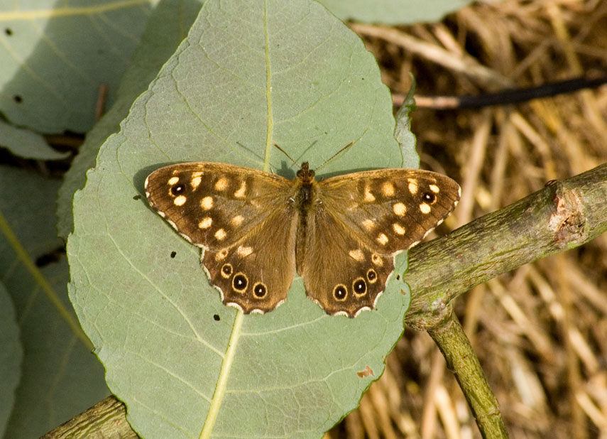 Photograph of a Speckled Wood
Click the image for the next photo