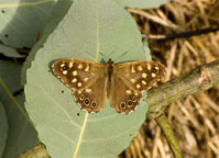 Small photograph of a Speckled Wood
Click on the image to enlarge