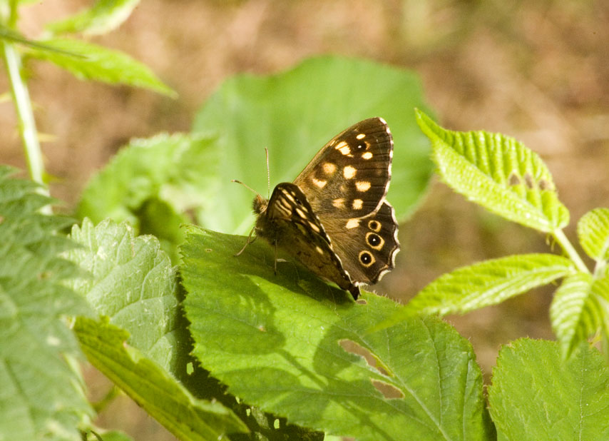 Photograph of a Speckled Wood
Click the image for the next photo