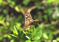 Small photograph of a Speckled Wood
Click on the image to enlarge