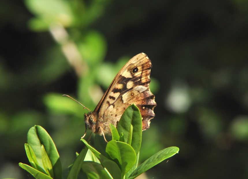 Photograph of a Speckled Wood
Click the image for the next photo
