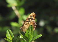 Small photograph of a Speckled Wood
Click on the image to enlarge