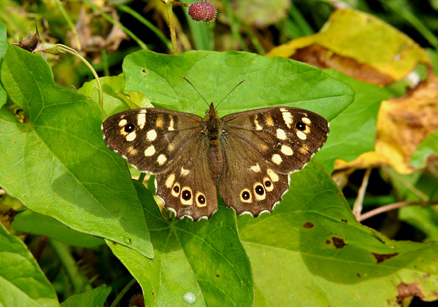 Photograph of a Speckled Wood
Click the image for the next photo