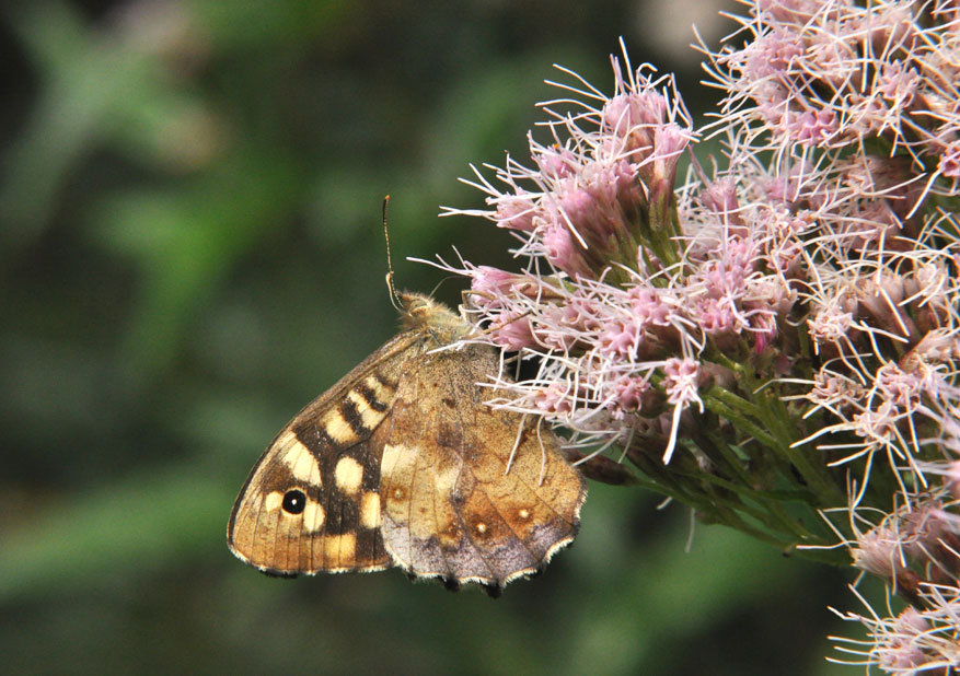 Photograph of a Speckled Wood
Click the image for the next photo