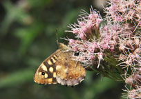 Small photograph of a Speckled Wood
Click on the image to enlarge