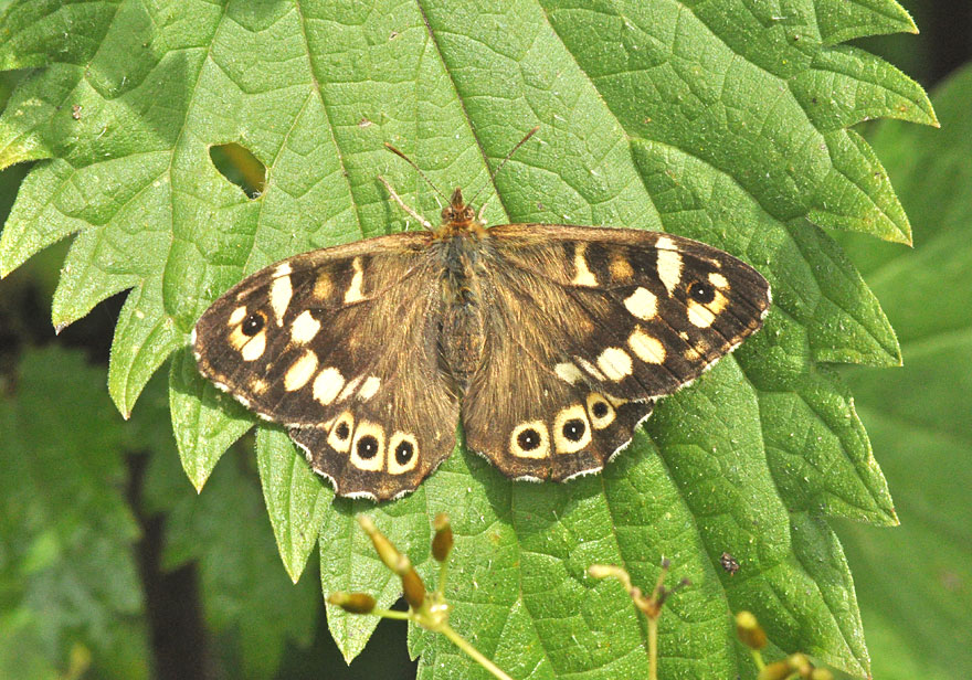 Photograph of a Speckled Wood
Click the image for the next photo