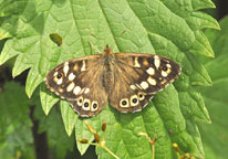 Small photograph of a Speckled Wood
Click on the image to enlarge